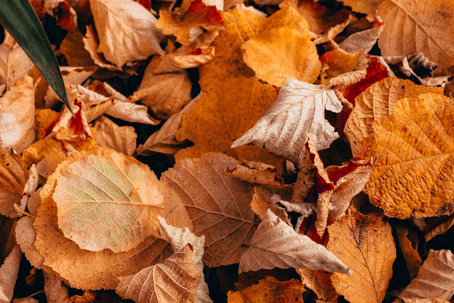 autumn vision correction london